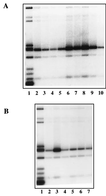 FIG. 3. Effects of ATP addition on origin-speciﬁc DNA binding by wild-typeand mutant NS1