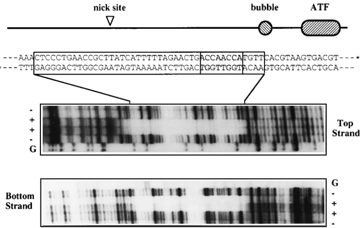 FIG. 4. NS1 protects 43 bp of the origin fragment from digestion with DNase I. A diagram of the major elements in the minimal 3� origin of MVM is aligned abovethe DNA sequence from this region