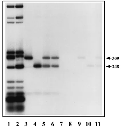 FIG. 6. NS1 binds efﬁciently to sequences containing the motif [ACCA]Autoradiograph of an agarose gel in which lane 1 contains the equivalent of 5%of the 10 ng of [of plasmids pL1-2TC (lane 1) and p[ACCA]50 ng of NS1 (lanes 3 and 4, respectively) and with 