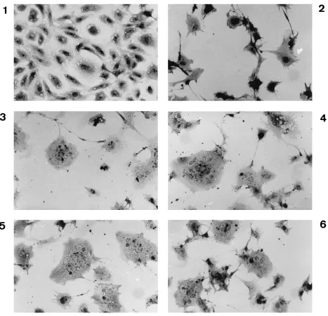 FIG. 2. Functional complementation between MV-HA and CDV-F in CV-1 cells. The photographs were taken 24 h postinfection