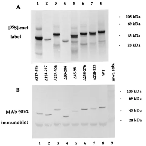 FIG. 2. Internal deletion mutants of BMRF1. Radiolabeled wild-type (WT)and mutant BMRF1 polypeptides were expressed by IVT, resolved by SDS-