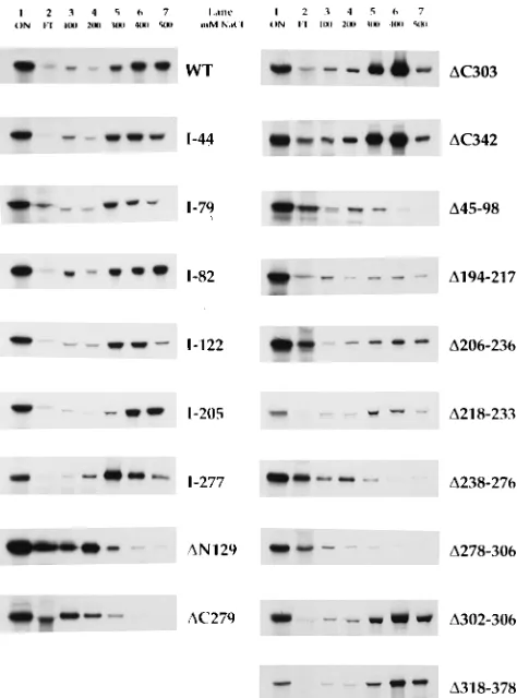 FIG. 4. dsDNA binding by BMRF1 mutants. Radiolabeled wild-type (WT)and mutant BMRF1 polypeptides expressed by IVT were applied to a dsDNA-