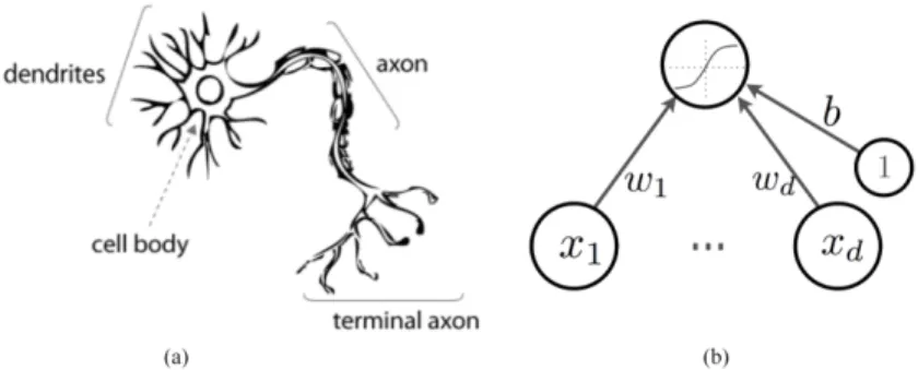 Figure 1.4 – (a) a biological neuron: each neuron receives some inputs through the input ports called dendrites and sends some outputs through the axons