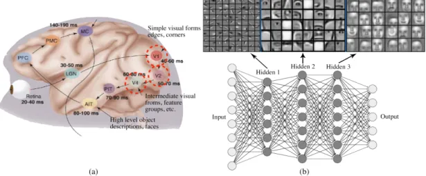 Figure 1.5 – (a) A depiction of human visual cortex (Thorpe &amp; Fabre-Thorpe, 2001)