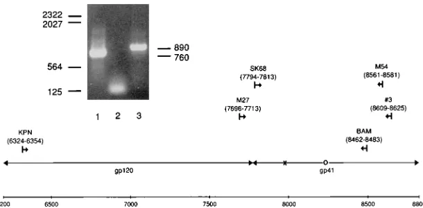 FIG. 1. Location of primers used for ampliﬁcation of revertant envelope DNA. Amino acid position 582 is marked by an ‘‘�The insert shows the DNA products of the ﬁrst (lane 3) and second (lane 1) PCR ampliﬁcations