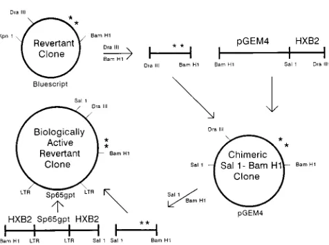 FIG. 3. Loss of neutralization resistance of the HXB2thr582 variant to theoriginal selecting serum