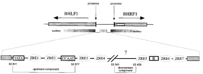 FIG. 1. Structure of of EBV. The lytic origin is ﬂanked by two divergent genes of BHLF1 and BHRF1, which are shown together with their promoterencompassing the upstream and downstream components, the seven ZRE binding sites for the viral transactivator BZL