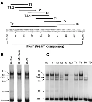 FIG. 2. Cellular protein-DNA complexes formed on the oriLytcoordinates 53340 to 53430 (1)