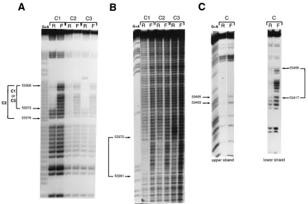 FIG. 3. Contact point analysis of proteins that bind to the oriLytstrand of the TD probe identiﬁed by DMS interference as described in Materials and Methods