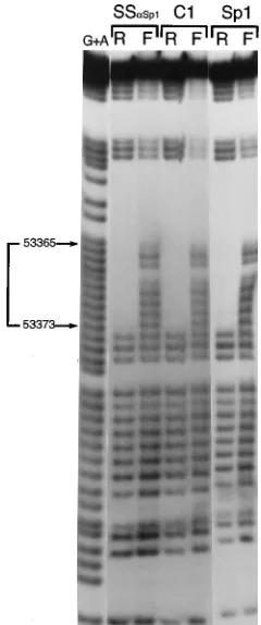FIG. 4. Sp1 or an Sp1-related protein binds to the oriLytin the presence of a 25- or 50-fold molar excess of unlabeled competitor oligonucleotides corresponding to a canonical Sp1-binding site or an AP2-binding site