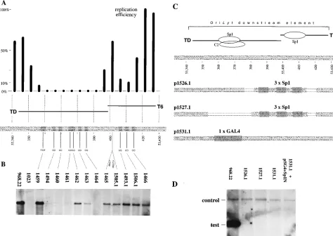 FIG. 7. Functional analysis of mutant oriLyt oriLyt plasmids in the transient replication assay
