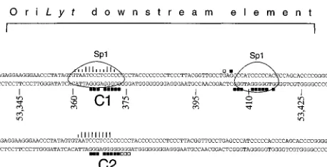 FIG. 8. Analysis of the gel shift complexes formed on the oriLytlabeled PCR fragment as deﬁned in the legend to Fig
