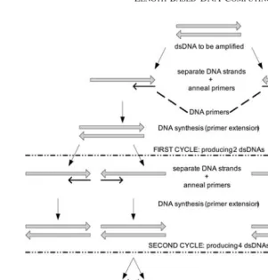 FIGURE 4Polymerase chain reaction.