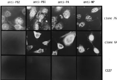 FIG. 2. Expression of RNA polymerase subunit genes and NP gene in clone 64, clone 76, and parental C127 cells