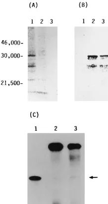 FIG. 4. Expression of NS-CATv RNA transfected in clones 64 and 76. NS-CATv RNA was transfected into dexamethasone-treated clones 76 (lanes 2 to 4)