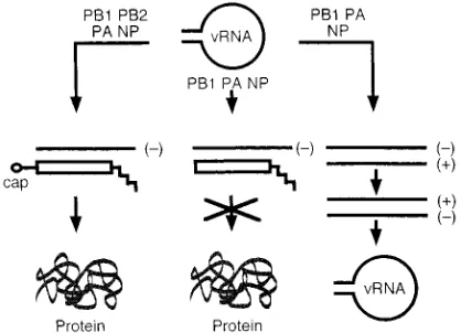 FIG. 6. Roles of RNA polymerase subunits and NP in replication and tran-scription of the inﬂuenza virus genome
