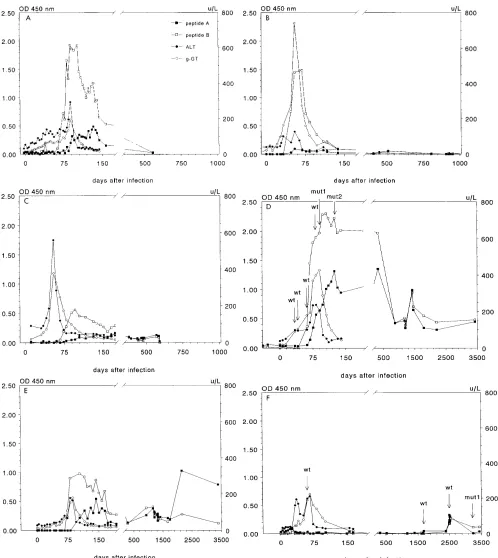 FIG. 3. Production of antibodies to peptides A and B, corresponding to epitopes of hypervariable region in original inoculum, during HCV infection