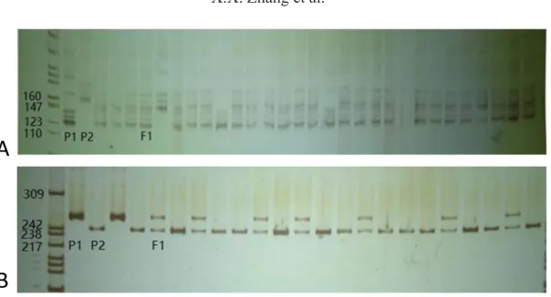 Figure 6. Purity identification of hybrid. A. A204-1-1(P1) x A8-1(P2). B. A204-1-1(P1) x A66-2-1(P2)