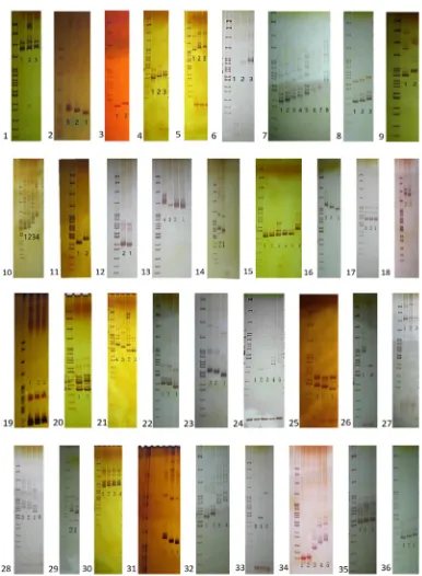 Figure 1. Distribution of 36 simple sequence repeat (SSR) sites on the 10 chromosomes in Chinese cabbage