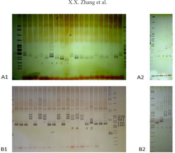 Figure 4. Cluster figure of the 20 inbred lines of Chinese cabbage based on the simple sequence repeat (SSR) molecular markers.