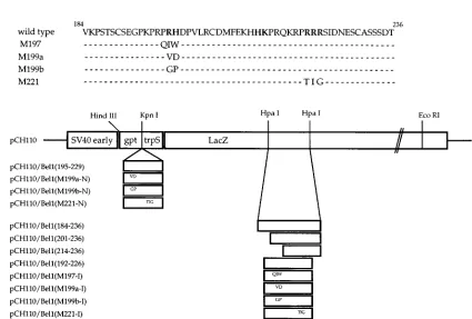 FIG. 1. (A) Schematic diagram of chimeric Bel1–�protein composed of 40 residues of-gal expression vectors