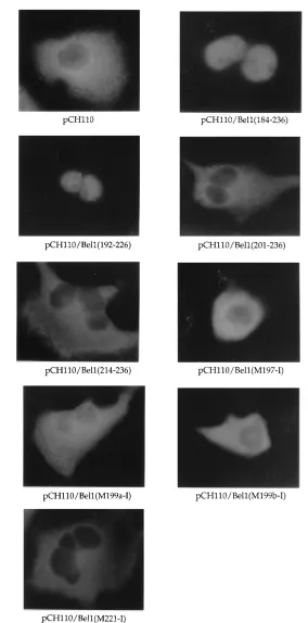 FIG. 1—Continued.
