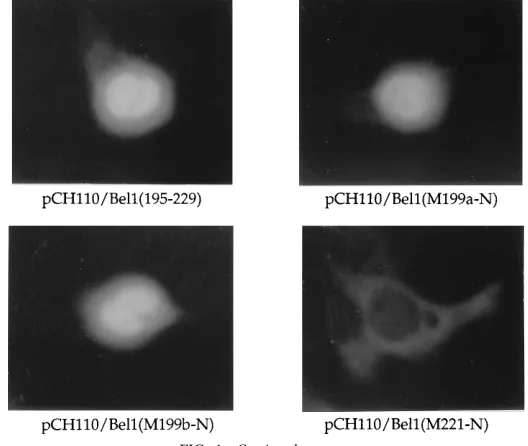 FIG. 1—Continued.