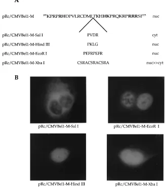 FIG. 2. Structure and immunoﬂuorescence of mutant Bel1 proteins with linker insertions