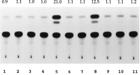 TABLE 1. Alignment of nuclear targeting sequences in Bel1 withthe bipartite motifs of other nuclear proteins