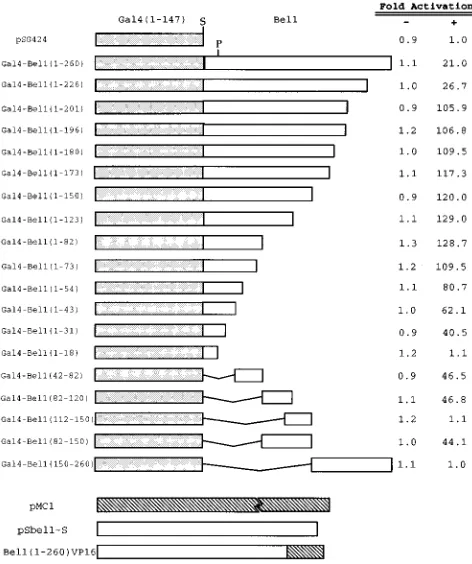 FIG. 4. Identiﬁcation of regions affecting the multimerization of Bel1. Aseries of amino- and carboxy-terminal deletion mutant Bel1 proteins were gen-