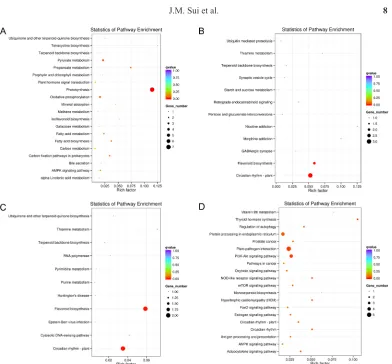 Figure 4. KEGG Pathway enrichment analyses of differentially expressed genes (DEGs) in D_6 (A), D_12 (B), D_24 (C), and D_48 (D) based on the comparison of S6 vs S7 genotypes of peanut.