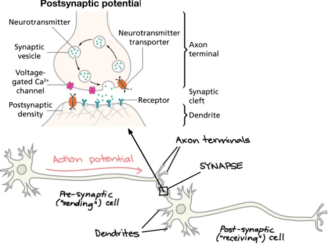 Figure 1.5: Schematic of action potentials and postsynaptic potential. Figure was constructed via [70]