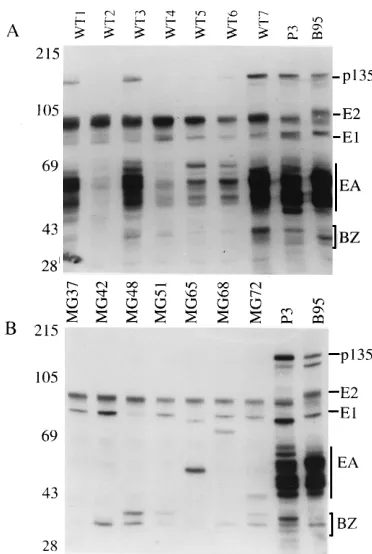 FIG. 12. Immunoblot analysis of lytic EBV proteins in LCLs infected with18- and 58-kbp-deleted EBV recombinants