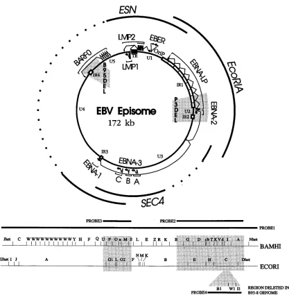 FIG. 1. Schematic diagrams of the EBV genome in circular (top) and linear (bottom) formats, indicating the major transcripts in latent infection (EBNAs, LMPs,and EBERs)