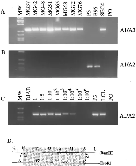 FIG. 4. PCR analyses to detect WT DNA within the 58-kbp deletion. PCRprimers C1 and C3 amplify a 269-bp fragment across the deletion using DNA