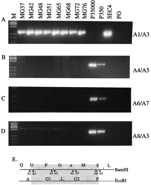 FIG. 6. PCR analyses to detect WT DNA within the 18-kbp deletion. (A)PCR primers A1 and A3 amplify a 274-bp fragment across the deletion using