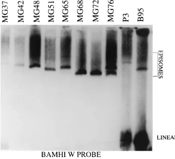 FIG. 11. Immunoblot analysis of EBNA and LMP1 expression in 18- and58-kbp-deleted EBV-recombinant-infected LCLs MG37 to MG72