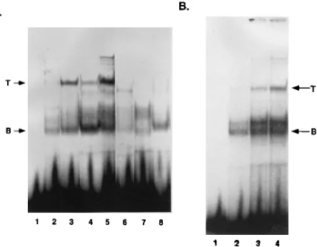 FIG. 1. MCF13 LTR. Open boxes correspond to 69-bp direct repeats; thehatched box indicates the MLPal protein-binding site; CAT and TATA boxes are
