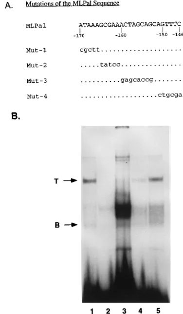 FIG. 4. (A) Sequences of oligonucleotides containing mutations of the ML-Pal sequence used for binding to T-cell nuclear extract in EMSA reactions.