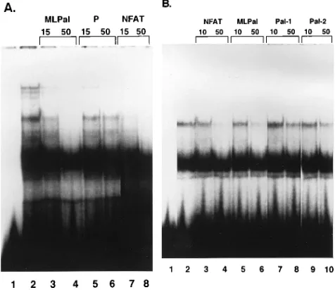 FIG. 6. (A) Competition by the NFAT oligonucleotide for T-cell nuclearprotein binding to the MLPal sequence