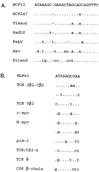 FIG. 7. (A) Nucleotide sequence comparison of the MLPal sites in the LTRsof various mammalian retroviruses
