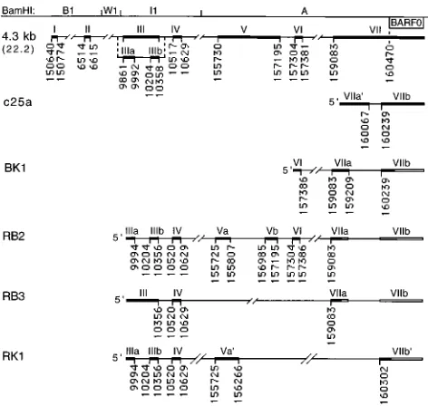 TABLE 1. Oligonucleotides used for PCR and hybridizationa