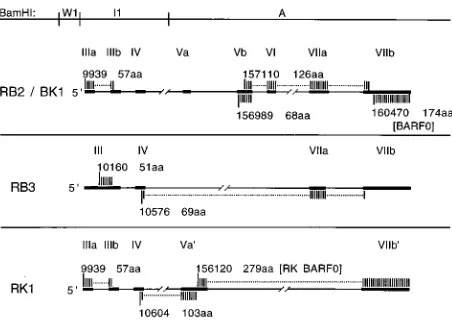 FIG. 2. ORFs of the C15 BamcDNA are shown as shaded regions, with positions of the start codons numberedas in Fig