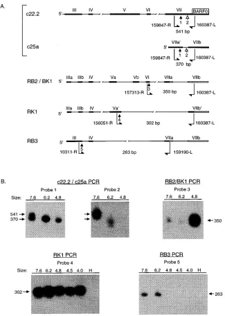 FIG. 3. RT-PCR analysis of size-selected C15 RNA fractions. (A) Detection of alternately spliced Bamcoordinates), oligonucleotide probes (straight arrows, numbered 1 to 5), and sizes of predicted products used for detection of alternately splicedare indica