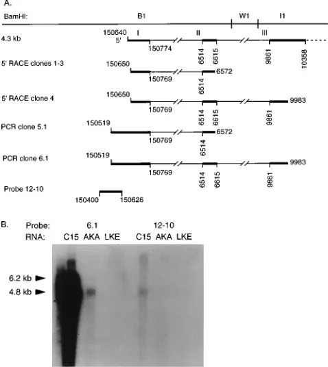 FIG. 4. 5�cDNAs. cDNAs isolated by amplifying with primer 6572-L in exon II (cDNAs1-3) or primer 9983-L in exon III (cDNA 4) are shown