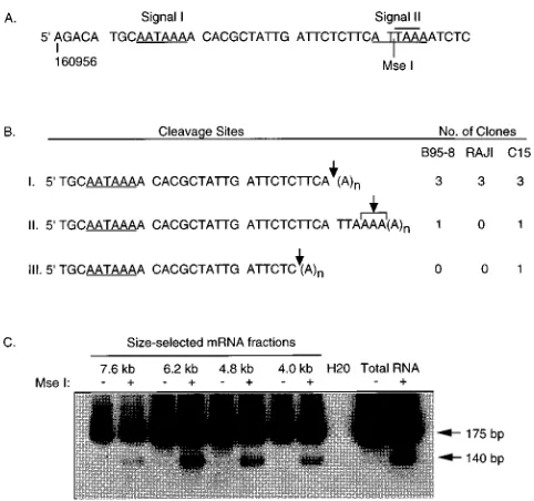 FIG. 5. 3onto nitrocellulose, and hybridized with an internal oligonucleotide probe(160901-R)