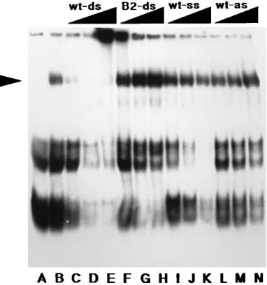 FIG. 1. RBS binding factors in F9 and 3T3 cells. The ds RBSRBSand used at 50,000 cpm (approximately 2 ng) per binding reaction
