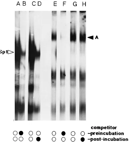FIG. 4. Binding factor dissociation rates. Sp1 (sense, 5 GCTCG CCCCGD, binding continued for 5 min after competitor addition, while for lane H,binding continued for 20 min after competitor addition