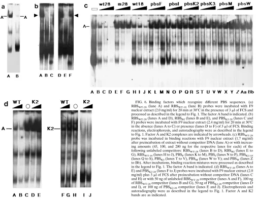 FIG. 6. Binding factors which recognize different PBS sequences. (a)RBS (lane A) and RBS (lane B) probes were incubated with F9nuclear extract (2.0 mg/ml) for 20 min at 30WT-28WT-18�C in the presence of 3 �l of FCS and
