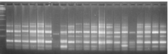 Figure 1. Electrophoretic profiles of inter-simple sequence repeats of 21 banana genotypes amplified in agarose gel using the primers UBC834